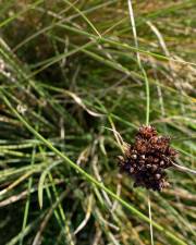 Fotografia da espécie Juncus acutus