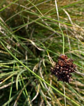 Fotografia 1 da espécie Juncus acutus no Jardim Botânico UTAD