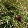 Fotografia 1 da espécie Juncus acutus do Jardim Botânico UTAD