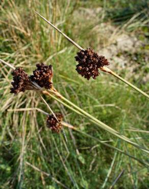 Fotografia 12 da espécie Juncus acutus no Jardim Botânico UTAD