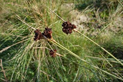 Fotografia da espécie Juncus acutus