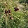 Fotografia 12 da espécie Juncus acutus do Jardim Botânico UTAD