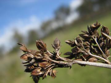Fotografia da espécie Juncus acutus