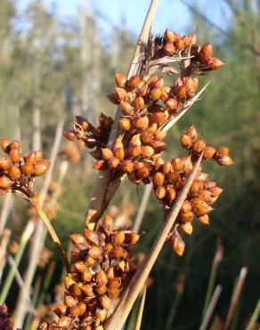 Fotografia 15 da espécie Juncus acutus no Jardim Botânico UTAD