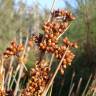 Fotografia 15 da espécie Juncus acutus do Jardim Botânico UTAD