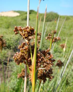 Fotografia 16 da espécie Juncus acutus no Jardim Botânico UTAD