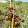 Fotografia 16 da espécie Juncus acutus do Jardim Botânico UTAD