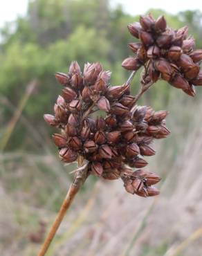 Fotografia 18 da espécie Juncus acutus no Jardim Botânico UTAD