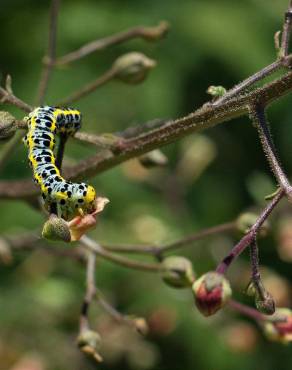 Fotografia 1 da espécie Scrophularia scorodonia no Jardim Botânico UTAD