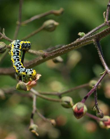 Fotografia de capa Scrophularia scorodonia - do Jardim Botânico