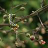 Fotografia 1 da espécie Scrophularia scorodonia do Jardim Botânico UTAD