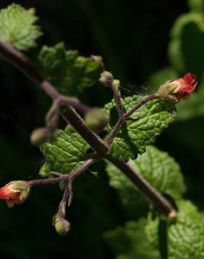 Fotografia 3 da espécie Scrophularia scorodonia no Jardim Botânico UTAD