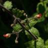 Fotografia 3 da espécie Scrophularia scorodonia do Jardim Botânico UTAD