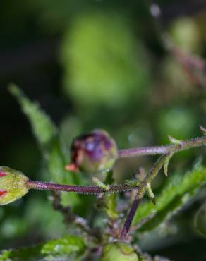 Fotografia 5 da espécie Scrophularia scorodonia no Jardim Botânico UTAD