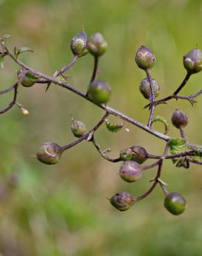 Fotografia 6 da espécie Scrophularia scorodonia no Jardim Botânico UTAD