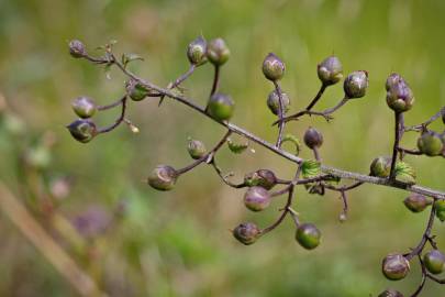 Fotografia da espécie Scrophularia scorodonia