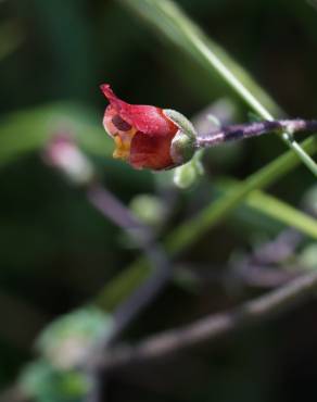 Fotografia 7 da espécie Scrophularia scorodonia no Jardim Botânico UTAD