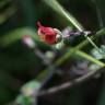 Fotografia 7 da espécie Scrophularia scorodonia do Jardim Botânico UTAD