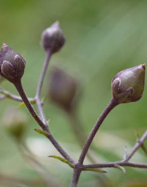 Fotografia 8 da espécie Scrophularia scorodonia no Jardim Botânico UTAD