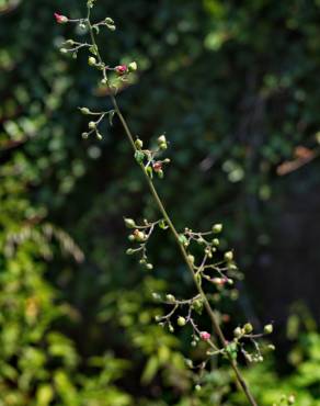 Fotografia 9 da espécie Scrophularia scorodonia no Jardim Botânico UTAD