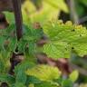 Fotografia 10 da espécie Scrophularia scorodonia do Jardim Botânico UTAD