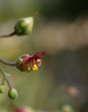 Fotografia 11 da espécie Scrophularia scorodonia no Jardim Botânico UTAD