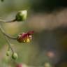 Fotografia 11 da espécie Scrophularia scorodonia do Jardim Botânico UTAD