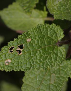 Fotografia 12 da espécie Scrophularia scorodonia no Jardim Botânico UTAD