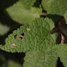 Fotografia 12 da espécie Scrophularia scorodonia do Jardim Botânico UTAD