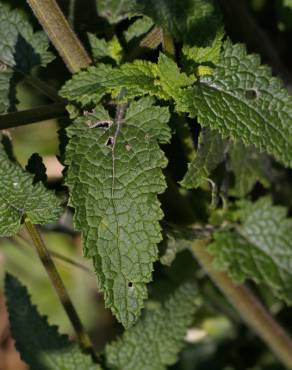 Fotografia 13 da espécie Scrophularia scorodonia no Jardim Botânico UTAD