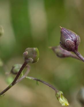 Fotografia 14 da espécie Scrophularia scorodonia no Jardim Botânico UTAD