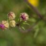 Fotografia 6 da espécie Malva tournefortiana do Jardim Botânico UTAD