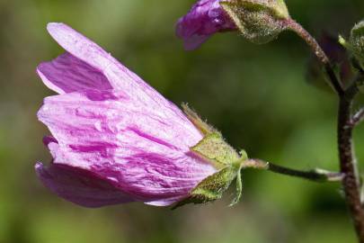 Fotografia da espécie Malva tournefortiana