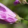 Fotografia 7 da espécie Malva tournefortiana do Jardim Botânico UTAD