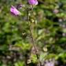 Fotografia 10 da espécie Malva tournefortiana do Jardim Botânico UTAD