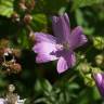 Fotografia 11 da espécie Malva tournefortiana do Jardim Botânico UTAD