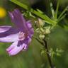 Fotografia 12 da espécie Malva tournefortiana do Jardim Botânico UTAD