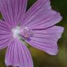 Fotografia 14 da espécie Malva tournefortiana do Jardim Botânico UTAD