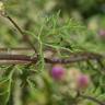 Fotografia 15 da espécie Malva tournefortiana do Jardim Botânico UTAD