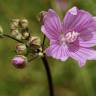 Fotografia 16 da espécie Malva tournefortiana do Jardim Botânico UTAD