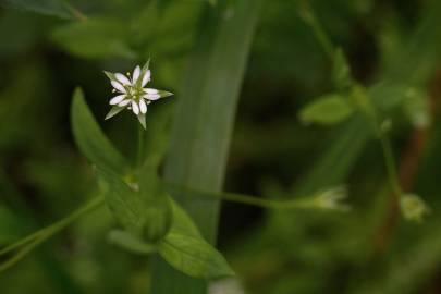 Fotografia da espécie Stellaria alsine