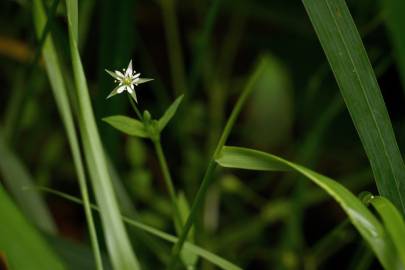 Fotografia da espécie Stellaria alsine