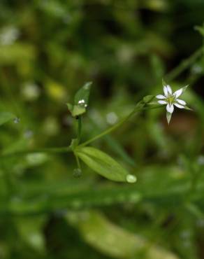 Fotografia 13 da espécie Stellaria alsine no Jardim Botânico UTAD