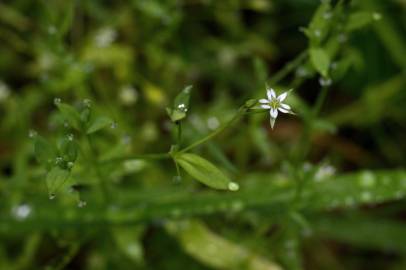 Fotografia da espécie Stellaria alsine