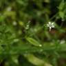 Fotografia 13 da espécie Stellaria alsine do Jardim Botânico UTAD