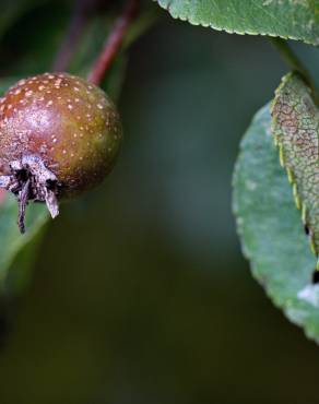 Fotografia 5 da espécie Pyrus cordata no Jardim Botânico UTAD