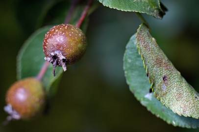 Fotografia da espécie Pyrus cordata