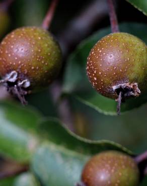 Fotografia 7 da espécie Pyrus cordata no Jardim Botânico UTAD