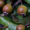 Fotografia 7 da espécie Pyrus cordata do Jardim Botânico UTAD