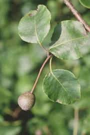 Fotografia da espécie Pyrus cordata